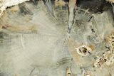 Petrified Wood (Schinoxylon) - Blue Forest, Wyoming #373499-2